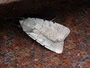 Xestia ashworthii  (Aschgraue Bodeneule) / NOCTUIDAE/Noctuinae (Eulen)