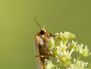 Eilema complana (Gewöhnlicher Flechtenbar) / CH BE Hasliberg 1050 m, 14. 08. 2014