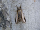 Pheosia tremula (Pappel-Zahnspinner) / NOTODONTIDAE (Zahnspinner)