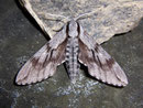 Sphinx pinastri (Kiefernschwärmer) / SPHINGIDAE (Schwärmer)