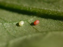 Colostygia laetaria (auf Valeriana tripteris) (Zuchtablage, ein frisches Ei und ein Ei ein paar Tage später). Die Eier haben sich aus derselben Zuchtablage zeitlich unterschiedlich entwickelt.)