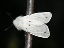 Diaphora mendica (Graubär, Weibchen) / ARCTIIDAE/Arctiinae (Bärenspinner)