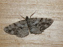 Peribatodes secundaria (Nadelholz-Rindenspanner, Weibchen) / CH BE Hasliberg 1050 m, 16. 08. 2010