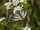 Iphiclides podalirius (Segelfalter) / CH VS Chippis 597 m, 08. 04. 2025