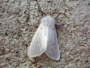 Diaphora mendica (Graubär, Weibchen) / ARCTIIDAE/Arctiinae (Bärenspinner)