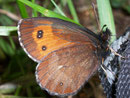 Erebia euryale adyte (Weibchen) / CH VS Hungeralp bei Oberwald 1750 m, 27. 06. 2008 (derselbe Falter wie vorher)
