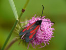 Zygena osterodensis (Nördliches Platterbsen-Widderchen) / CH BE Hasliberg 1180 m, 18. 06. 2018