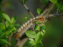 Lasiocampa quercus (Eichenspinner / CH TI Valle di Blenio, Loderio 354 m, 25. 04. 2018 (an Crataegus monogyna)