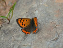 Lycaena phlaeas (Kleiner Feuerfalter) / Spanien, Kan. Inseln, Gran Canaria, Tabaibales (Mogán Höhenzug) 500 m, 19. 01. 2014