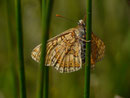 Euphydryas aurinia aurinia (Skabiosen-Scheckenfalter) / CH OW Giswil Usser Allmend 483 m, 27. 05. 2017 