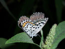 Scolitantides orion (Fetthennenbläuling)  / LYCAENIDAE/Polyommatini (Bläulinge)