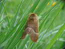 Lasiocampa quercus (Eichenspinner) / CH UR Brunnital 1120 m, 15. 07. 2013