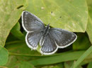 Cupido argiades (Kurzschwänziger Bläuling) / LYCAENIDAE/Polyommatini 