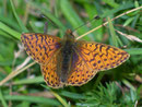 Boloria napaea (Ähnlicher Perlmuttfalter, Männchen) /  CH VS Binntal Eggerhorn 2000 m, 10. 08. 2010