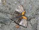 Boudinotiana notha (Auen-Jungfernkind, Weibchen) / GEOMETRIDAE/Archiearinae (Spanner)