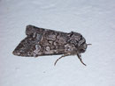 Papestra biren (Moorwald-Blättereule) / NOCTUIDAE (Eulen)
