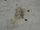Nudaria mundana (Blankflügel-Flechtenbärchen, Eiablage) CH BE Hasliberg 1050 m, 09. 07. 2014
