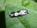 Ethmia quadrillella / ETHMIIDAE