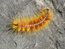 Acronicta aceris (Ahorn-Rindeneule) / CH BE Hasliberg 1150 m, 05. 09. 2013