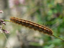 Malacosoma alpicola (Alpiner Ringelspinner) / CH VS Val d'Anniviers Zinal Arolec 2006 m, 04. 07. 2011