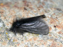 Ptilocephala plumifera (Fächerfühler-Sackträger) / CH VS Bratsch-Jeizinen 940 m, Felsensteppe, 31. 01. 2011