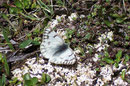 Pontia callidice (Alpenweissling) / PIERIDAE/Pierinae (Weisslinge)