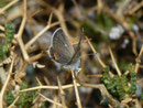 Chilades trochylus / LYCAENIDAE/Polyommatini (Bläulinge)