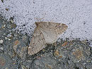Alsophila aescularia (Frühlingskreuzflügler) / GEOMETRIDAE/Oenochrominae(Spanner)