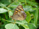 Pararge aegeria (Waldbrettspiel) / Portugal Madeira Tabuatal Sítio da Ribeira da Tabua 400 m, 04. 02. 2015