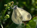 Leptidea sinapis (Senfweissling, Tintenfleckweissling) / PIERIDAE/Pierinae (Weisslinge)