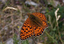 Argynnis niobe (Stiefmütterchen-Perlmuttfalter, Männchen) / Italien Aostatal Valpelline 10. 08. 2005
