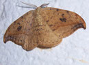 Drepana falcataria (Heller Sichelflügler, Männchen) / DREPANIDAE (Sichelflügler)