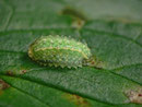 Apoda limacodes (Grosser Schneckenspinner, junge Raupe) / CH BE Hasliberg 1050 m, 26. 09. 2013