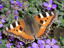 Aglais urticae (Kleiner Fuchs) / CH BE Hasliberg 1050 m, 22. 02. 2008