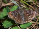 Erynnis tages (Dunkler Dickkopffalter) / HESPERIIDAE (Dickkopffalter)
