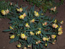 Anthyllis vulneraria (Fabaceae)