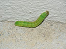 Phlogophora meticulosa (Achateule, Raupe) / CH BE Hasliberg 1050 m, 17. 04. 2013