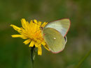 Colias palaeno (Hochmoor-Gelbling) PIERIDAE/Coliadinae (Weisslinge, Gelblinge)