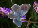 Maculinea arion (Schwarzgefleckter Bläuling) / LYCAENIDAE/Polyommatini (Bläulinge)