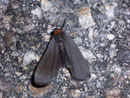 Atolmis rubricollis (Rothals-Flechtenbärchen) / ARCTIIDAE/Lithosiinae (Bärenspinner)