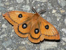 Aglia tau (Nagelfleck) / SATURNIIDAE (Nachtpfauenaugen)