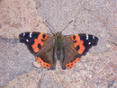 Vanessa vulcania (Indischer Admiral) / NYMPHALIDAE/Nymphalinae (Edlefalter)