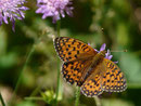 Argynnis aglaja (Grosser Perlmuttfalter, Männchen) / CH VS Bellwald 1690 m, 16. 08. 2018