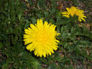 Taraxacum officinale (Löwenzahn) / Asteraceae