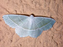 Campaea margaritata (Silberblatt) / GEOMETRIDAE/Ennominae (Spanner)