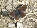 Aricia artaxerxes / CH UR Realp Lieg 1530 m, 02. 09. 2016