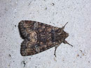 Apamea illyria (Zweifarbige Grasbüscheleule) / NOCTUIDAE (Eulen)