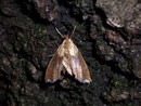 Agrotera nemoralis / CRAMBIDAE/Spilomelinae (Zünsler)