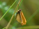 Eilema lutarella (Dunkelstirniges Flechtenbärchen) / CH VS Saastal, Saas Almagell, Moosgufer, Alter Miltärpfad, in Trockenwiese an xerothermer Hanglage, 1900 m, 12. 08. 2011