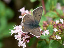 Lycaena tityrus (Brauner Feuerfalter, Männchen) / CH BE Hasliberg 1050 m, 04. 08. 2011